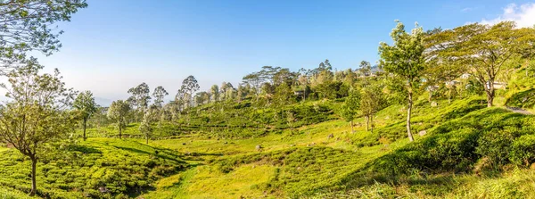 Kilátás Tea Ültetvények Közelében Haputale Srí Lanka — Stock Fotó