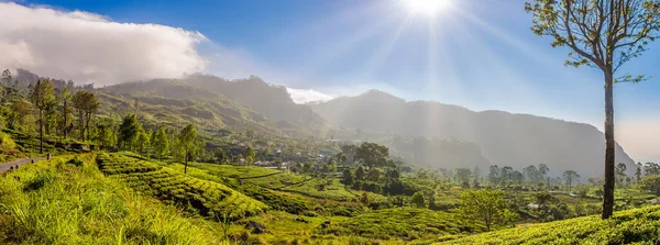 Morning Panoramic View Tea Plantations Haputale Sri Lanka — Stock Photo, Image