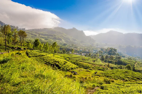 Утренний Вид Чайные Плантации Возле Хапутале Шри Ланка — стоковое фото