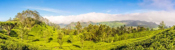 Вид Чайные Плантации Липтон Сита Шри Ланка — стоковое фото