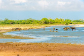 Pohled na faunu a flóru v národním parku Yala, Srí Lanka