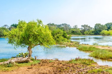 Yala Ulusal Parkı, Sri Lanka 'daki doğaya bakın.