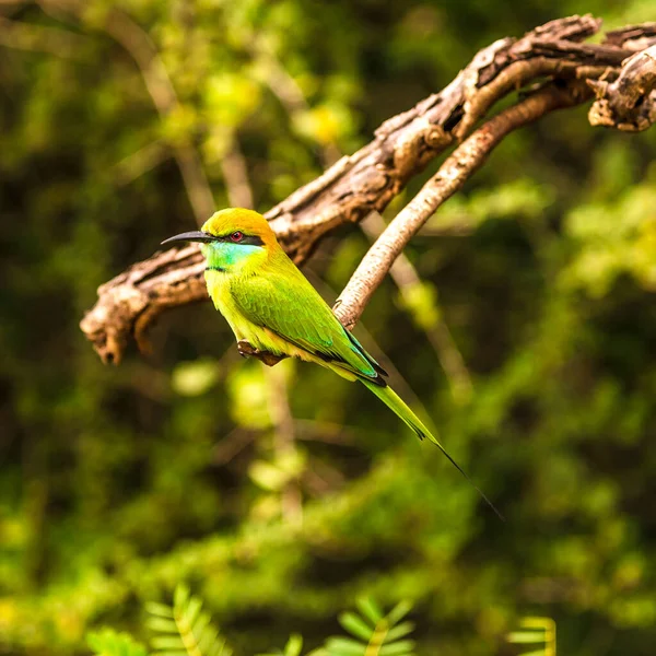 View at the bird Bee-eater in Yala National Park, Sri Lanka