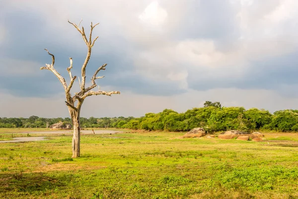 Vista Naturaleza Parque Nacional Yala Sri Lanka —  Fotos de Stock