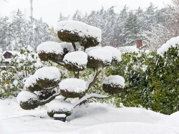 Decorative tree under snow