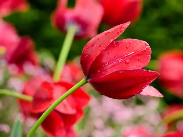 Rote Tulpen — Stockfoto