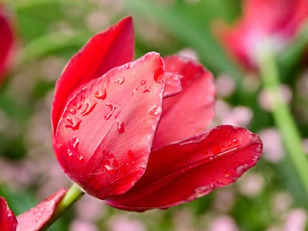 Rote Tulpen — Stockfoto