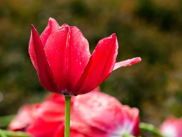 Červené tulipány — Stock fotografie