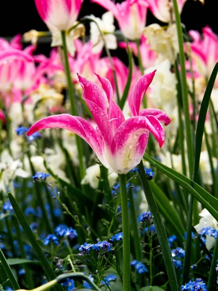 Růžové tulipány — Stock fotografie