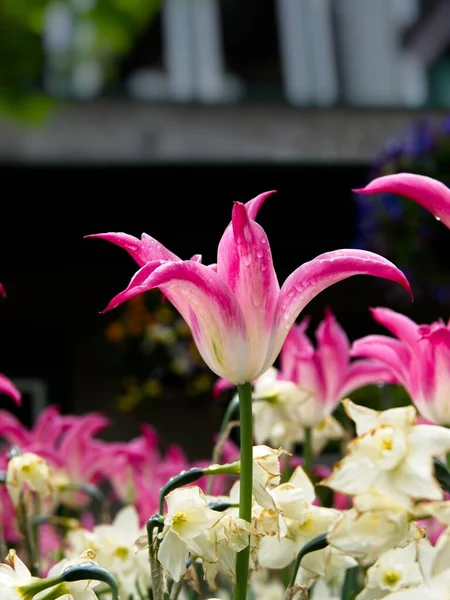 Růžové tulipány — Stock fotografie