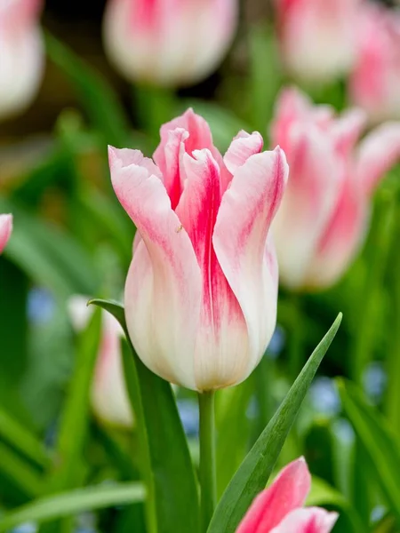 Rosa Tulpen — Stockfoto