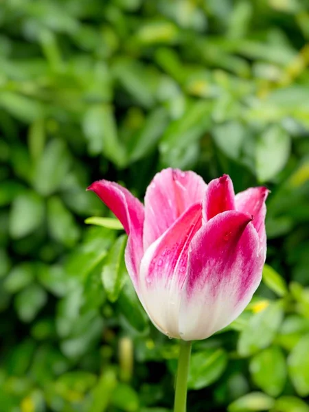 Rosa Tulpen — Stockfoto