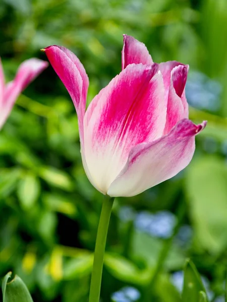 Růžové tulipány — Stock fotografie