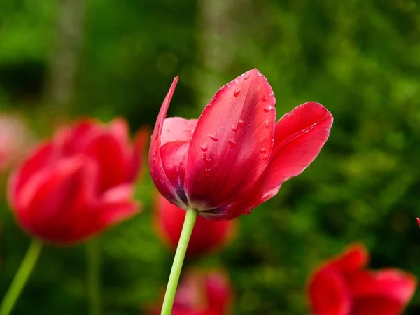 Rote Tulpen — Stockfoto