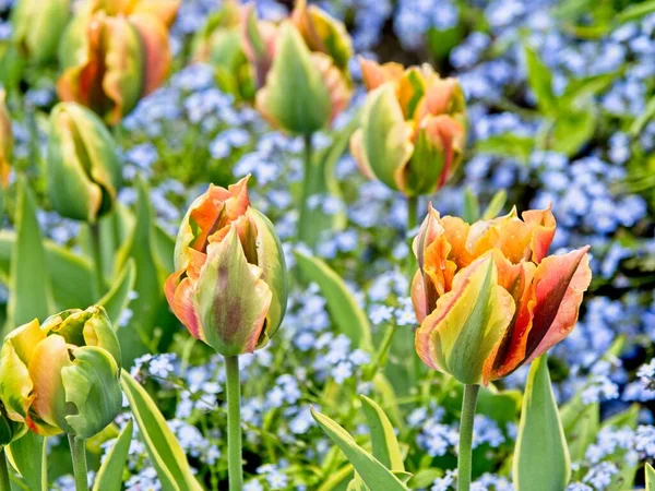 Dos tulipanes de color verde-amarillo — Foto de Stock