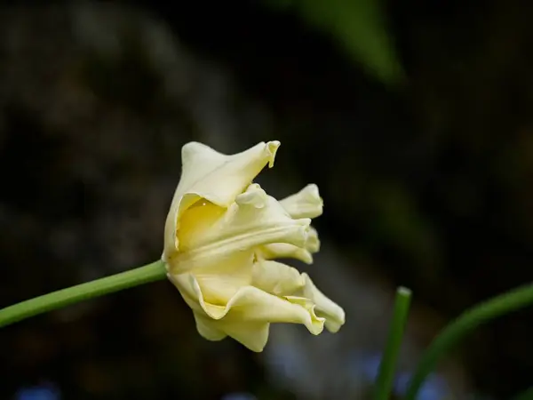 Tulipas branco-amarelas — Fotografia de Stock