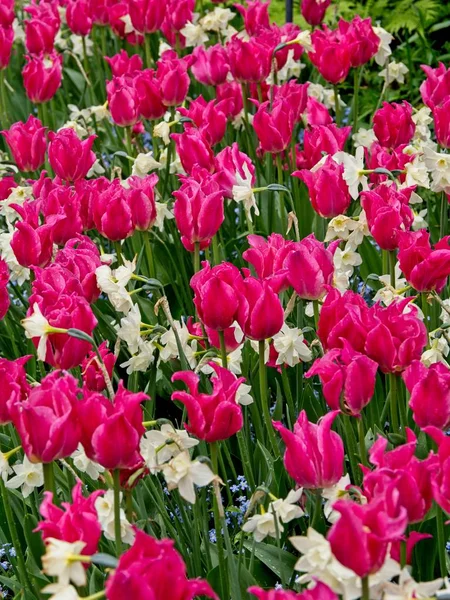 Czerwono-białe tulipany — Zdjęcie stockowe