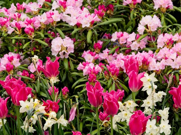 Tulipanes rojos y blancos — Foto de Stock