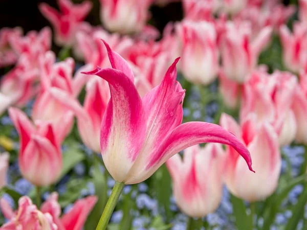 Dvoubarevné bílo-růžové tulipány — Stock fotografie