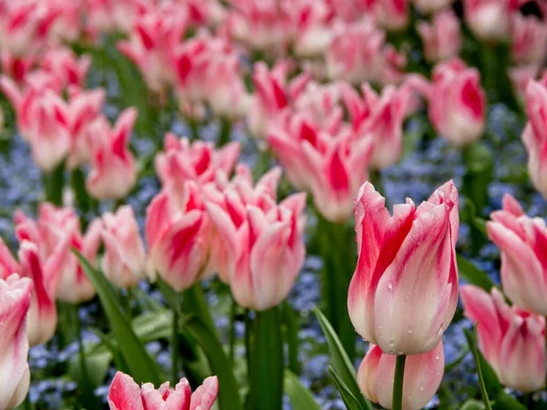 Two-colored white-pink tulips