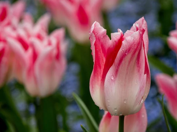 Zweifarbige weiß-rosa Tulpen — Stockfoto