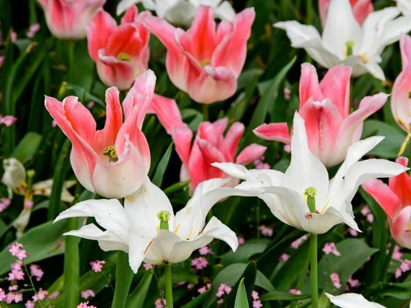 Tulipanes Rosa y Blanco — Foto de Stock