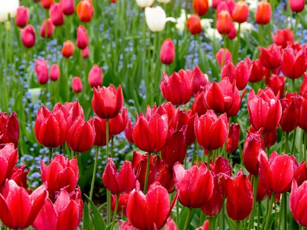 Tulipes rouges — Photo