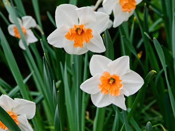 Croco in fiore — Foto Stock