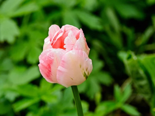 Tulpen in voller Blüte — Stockfoto