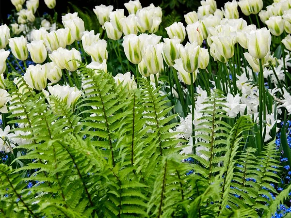 Tulipanes en flor — Foto de Stock