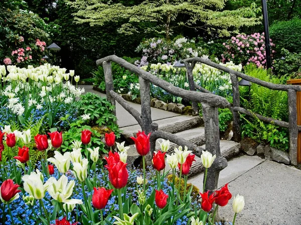 Virágzik a tulipán — Stock Fotó