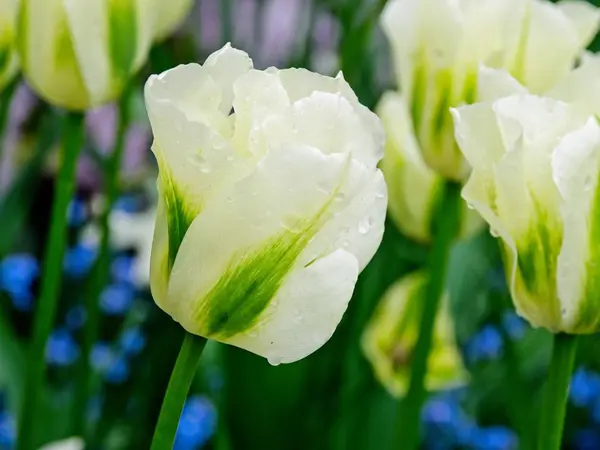 Tulpen in voller Blüte — Stockfoto