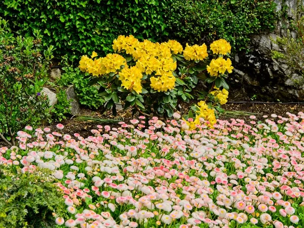 Jardín de primavera — Foto de Stock