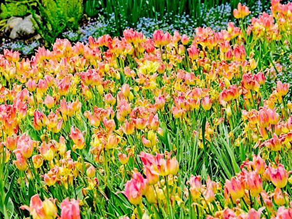 Tulipanes floreciendo — Foto de Stock