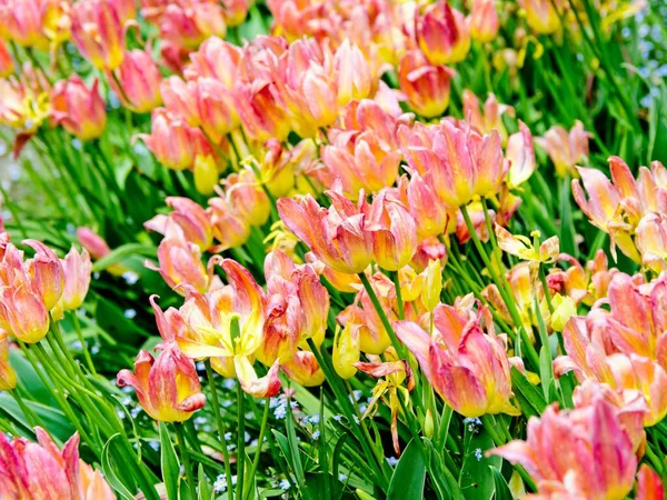 Tulips blooming — Stock Photo, Image