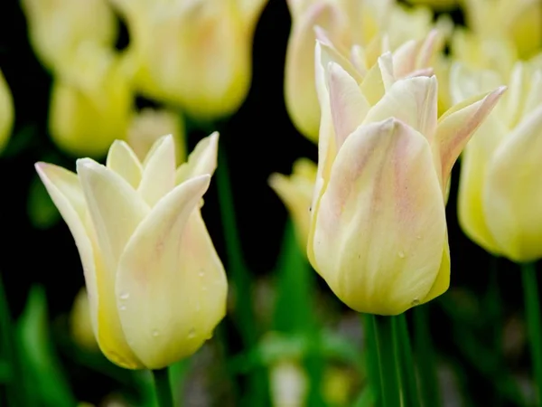Розовые и белые тюльпаны — стоковое фото