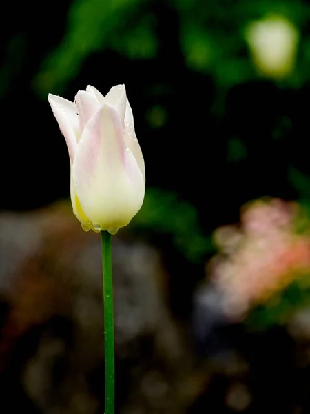 Tulipas rosa e branca — Fotografia de Stock