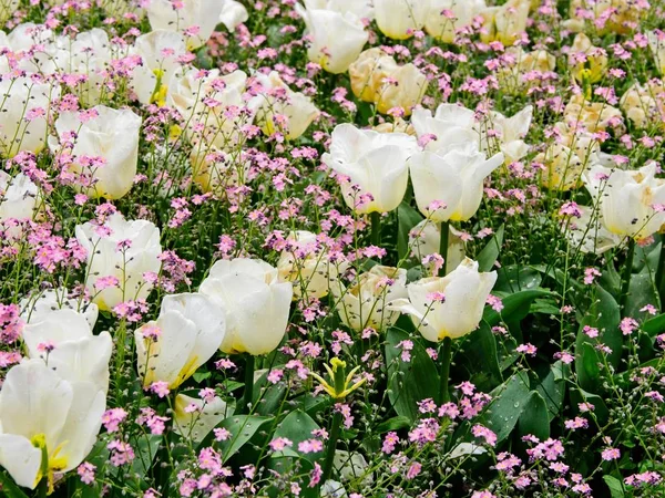 Tulipanes blancos y rosados — Foto de Stock