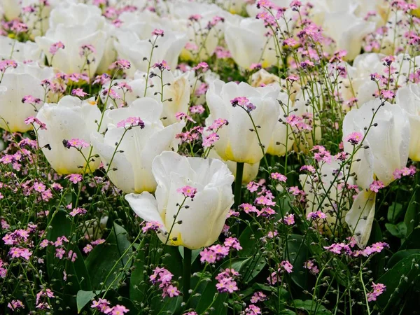 Tulipanes blancos y rosados — Foto de Stock