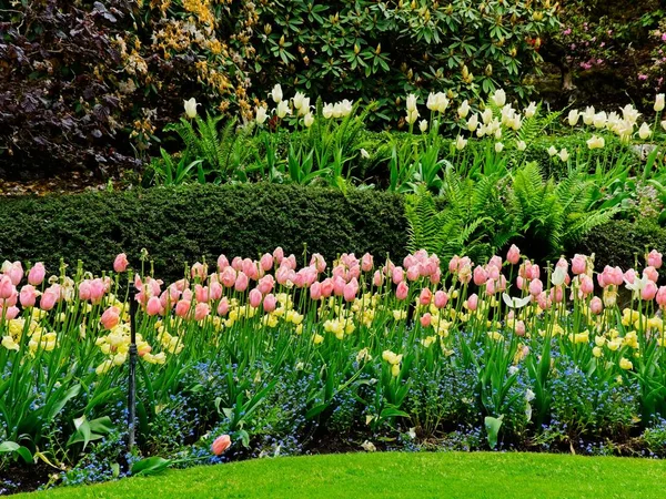 Våren trädgård — Stockfoto