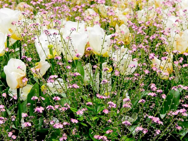 Tulipanes blancos y rosados — Foto de Stock