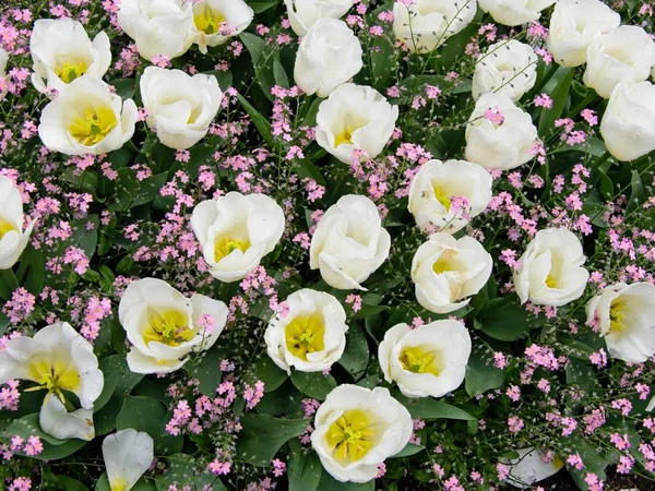 Tulipanes blancos y rosados — Foto de Stock