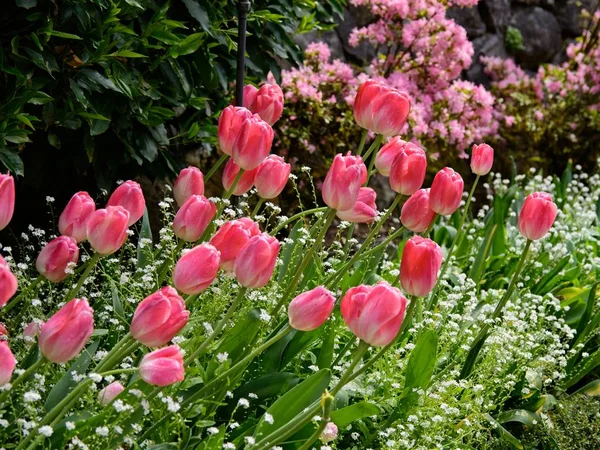 Rosa tulipaner - Stock-foto