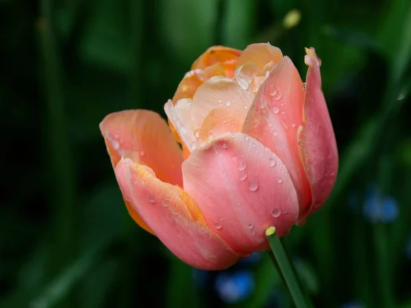 Rosa Tulpen — Stockfoto