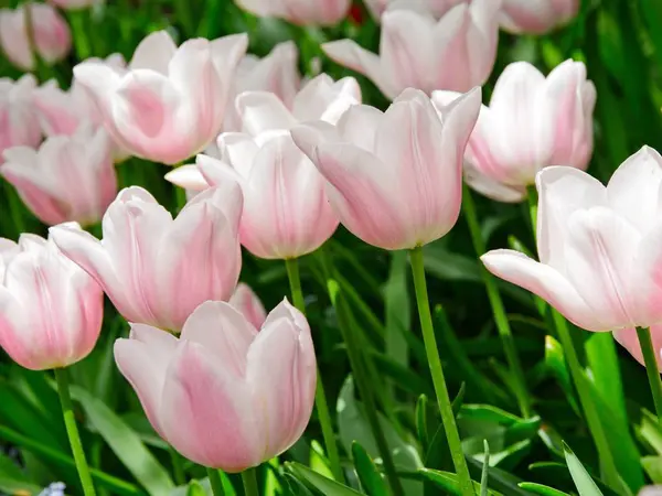 Kwitnące tulipany — Zdjęcie stockowe