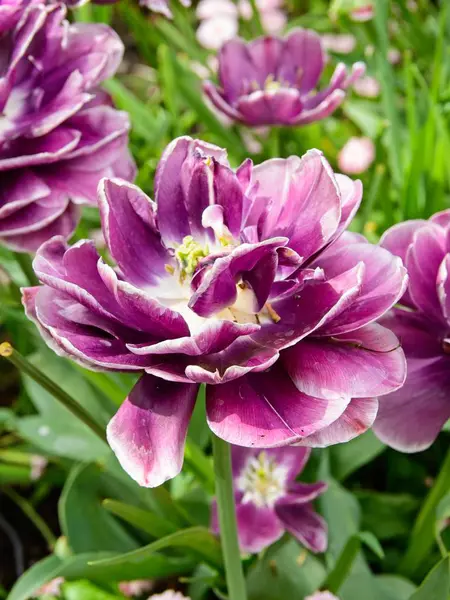 Kvetoucí tulipány — Stock fotografie