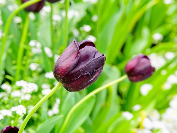 Blühende Tulpen — Stockfoto