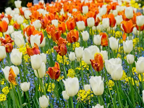 Tulipanes florecientes — Foto de Stock