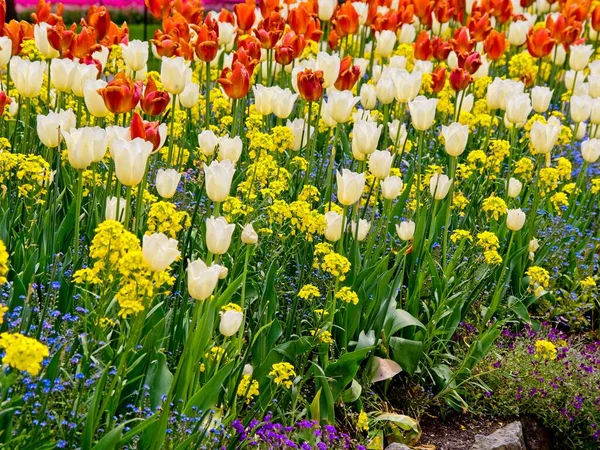 Tulipanes florecientes — Foto de Stock