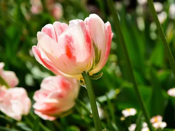 Blühende Tulpen — Stockfoto